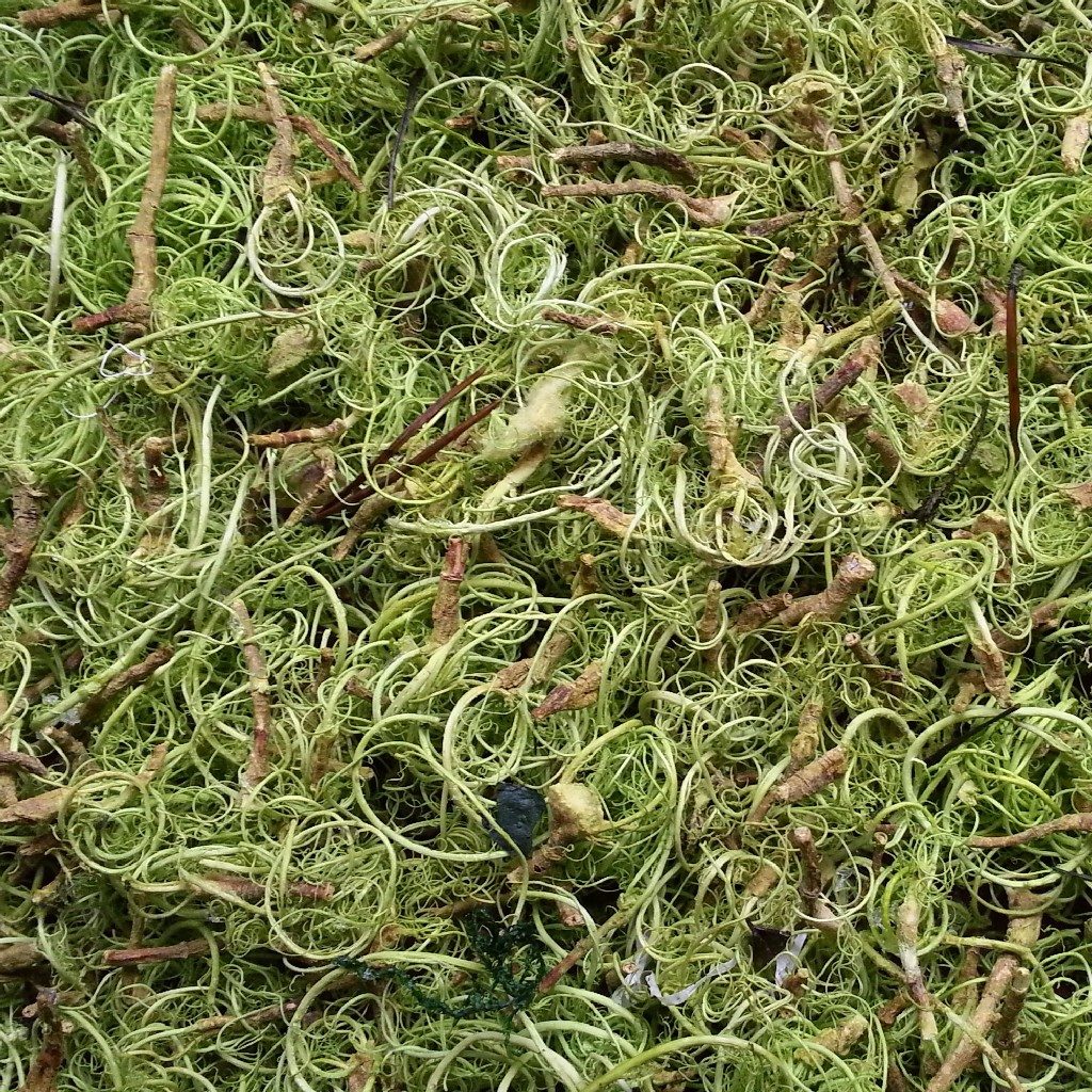 Curly Moos, auch Louisiana Moos genannt, mit gekräuselter und holziger Oberfläche aus Wandverkleidung