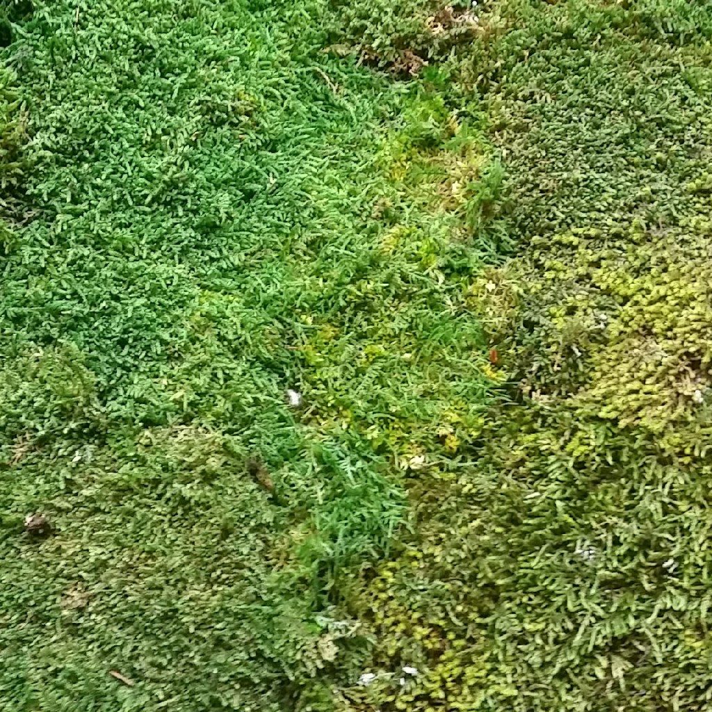 Ideal für Moosbilder in Kombination mit Kugelmoos