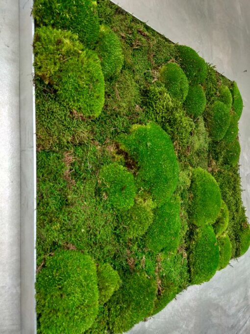 Moosbild - Alurahmen Eckig - Waldmoos Bollenmoos - Grün
