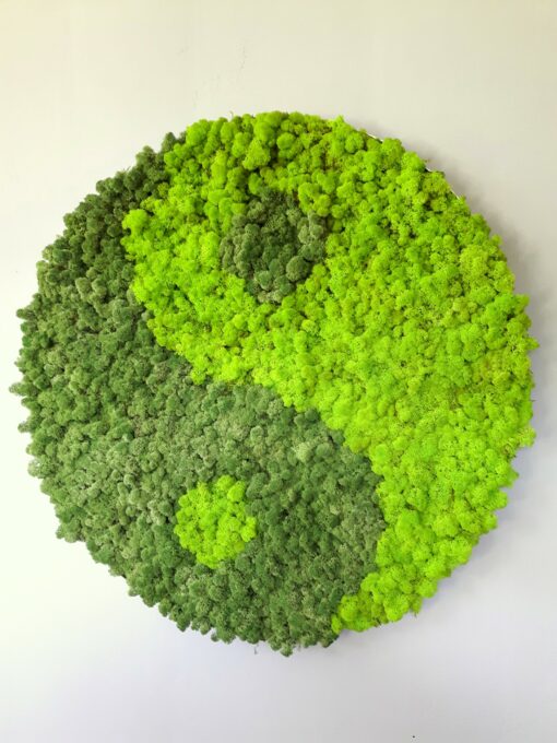 Moosbild Islandmoos - Yin Yang