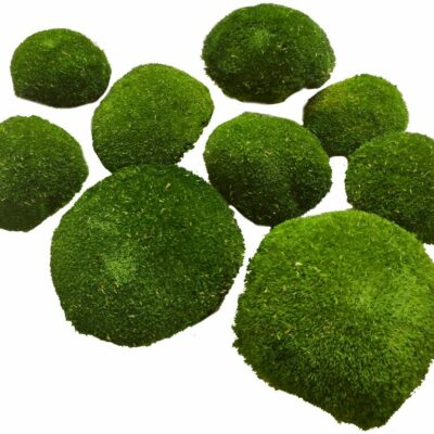 Boll-/Polstermoos